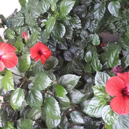 Club Complex * Nesebar