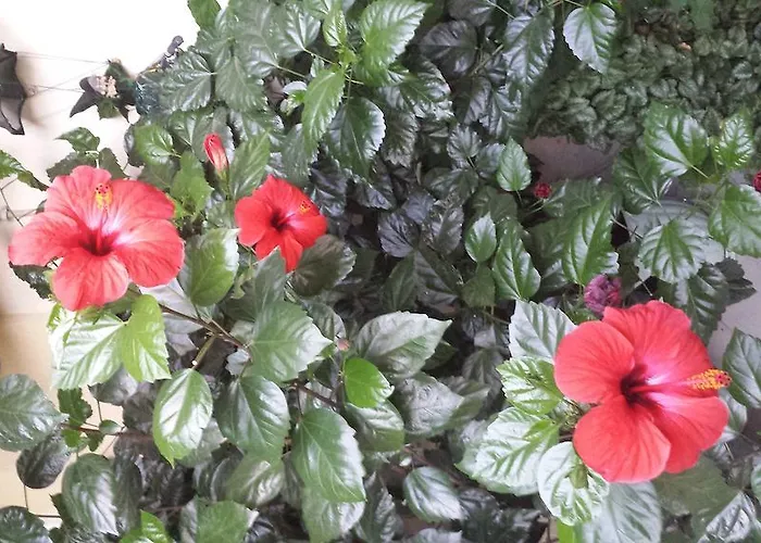 Club Complex * Neszebar